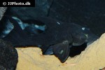 panaque cf cochliodon panaque cf cochliodon