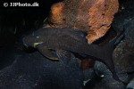 panaque cf cochliodon panaque cf cochliodon
