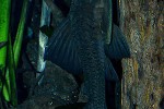 panaque cochliodon panaque cochliodon