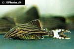 panaque nigrolineatus panaque nigrolineatus