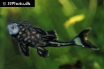 panaque nigrolineatus panaque nigrolineatus