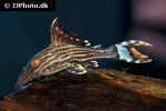 panaque nigrolineatus panaque nigrolineatus