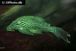 panaque nigrolineatus panaque nigrolineatus