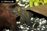 panaque nigrolineatus panaque nigrolineatus