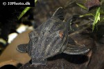 panaque nigrolineatus panaque nigrolineatus