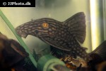 panaque nigrolineatus laurafabianae panaque nigrolineatus laurafabianae