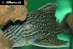 panaque nigrolineatus laurafabianae panaque nigrolineatus laurafabianae