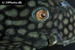 panaque nigrolineatus laurafabianae panaque nigrolineatus laurafabianae