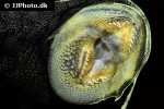 panaque nigrolineatus laurafabianae panaque nigrolineatus laurafabianae
