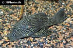 panaque nigrolineatus laurafabianae panaque nigrolineatus laurafabianae