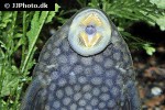 panaque nigrolineatus laurafabianae panaque nigrolineatus laurafabianae