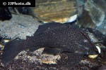 panaque nigrolineatus laurafabianae panaque nigrolineatus laurafabianae