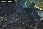 panaque nigrolineatus laurafabianae panaque nigrolineatus laurafabianae