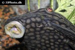panaque nigrolineatus laurafabianae panaque nigrolineatus laurafabianae