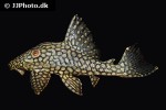 panaque nigrolineatus laurafabianae panaque nigrolineatus laurafabianae