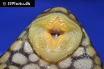 panaque nigrolineatus laurafabianae panaque nigrolineatus laurafabianae