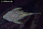 panaque nigrolineatus laurafabianae panaque nigrolineatus laurafabianae