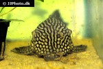 panaque nigrolineatus laurafabianae panaque nigrolineatus laurafabianae