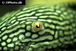 panaque nigrolineatus laurafabianae panaque nigrolineatus laurafabianae