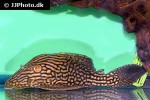 panaque nigrolineatus laurafabianae panaque nigrolineatus laurafabianae