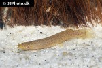 ituglanis amazonicus ituglanis amazonicus