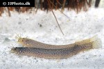ituglanis amazonicus ituglanis amazonicus