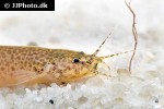 ituglanis amazonicus ituglanis amazonicus
