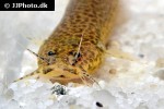 ituglanis amazonicus ituglanis amazonicus