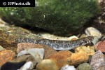 ochmacanthus orinoco ochmacanthus orinoco