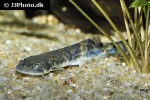 pseudostegophilus nemurus pseudostegophilus nemurus