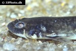 pseudostegophilus nemurus pseudostegophilus nemurus
