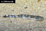pseudostegophilus nemurus pseudostegophilus nemurus