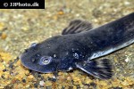 pseudostegophilus nemurus pseudostegophilus nemurus