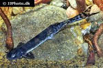 pseudostegophilus nemurus pseudostegophilus nemurus