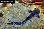 pseudostegophilus nemurus pseudostegophilus nemurus