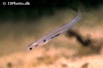 tridensimilis venezuelae tridensimilis venezuelae