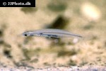 tridensimilis venezuelae tridensimilis venezuelae