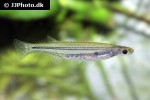 tridensimilis venezuelae tridensimilis venezuelae