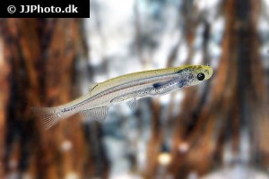 Parasitic Catfish