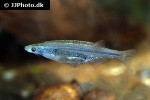 tridentopsis species paraguay tridentopsis species paraguay
