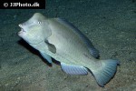 bolbometopon muricatum bolbometopon muricatum