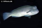 bolbometopon muricatum bolbometopon muricatum