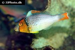 cetoscarus bicolor cetoscarus bicolor
