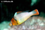 cetoscarus bicolor cetoscarus bicolor