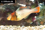 cetoscarus bicolor cetoscarus bicolor
