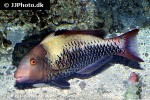 cetoscarus bicolor cetoscarus bicolor