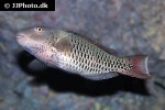 cetoscarus ocellatus cetoscarus ocellatus