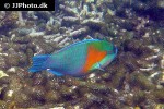 chlorurus bowersi chlorurus bowersi
