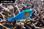 chlorurus bowersi chlorurus bowersi