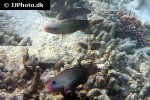 chlorurus sordidus chlorurus sordidus